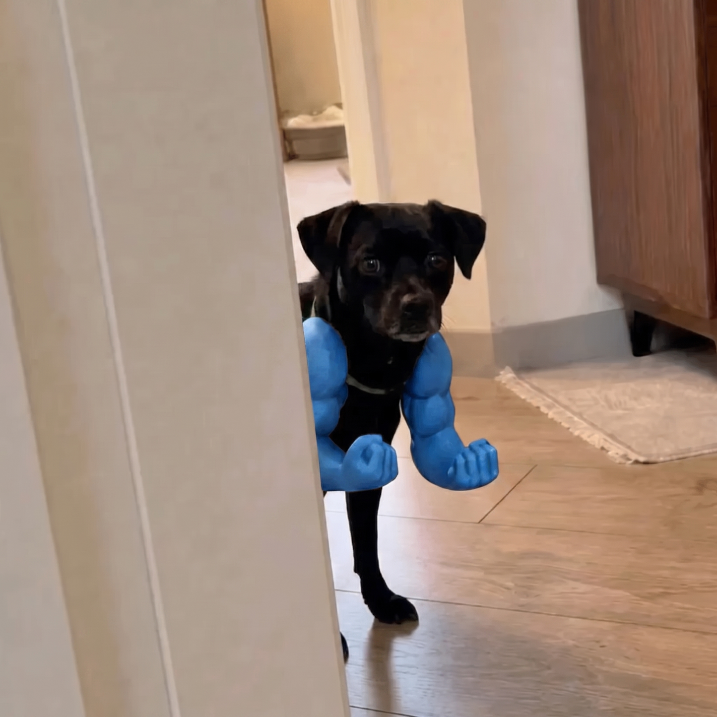 Patikas™ Kaslı Köpek Kolları
